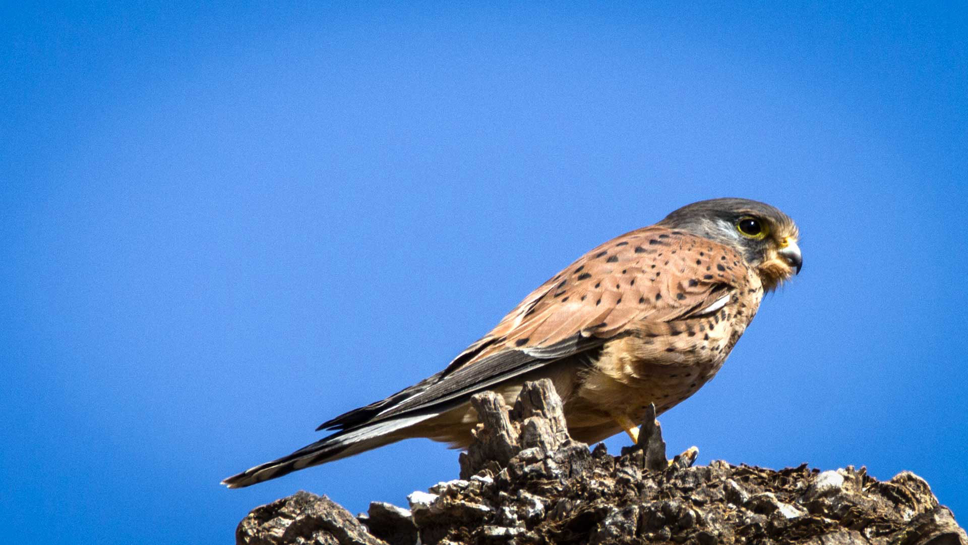 Turmfalke (Falco tinnunculus) | © Sunhikes