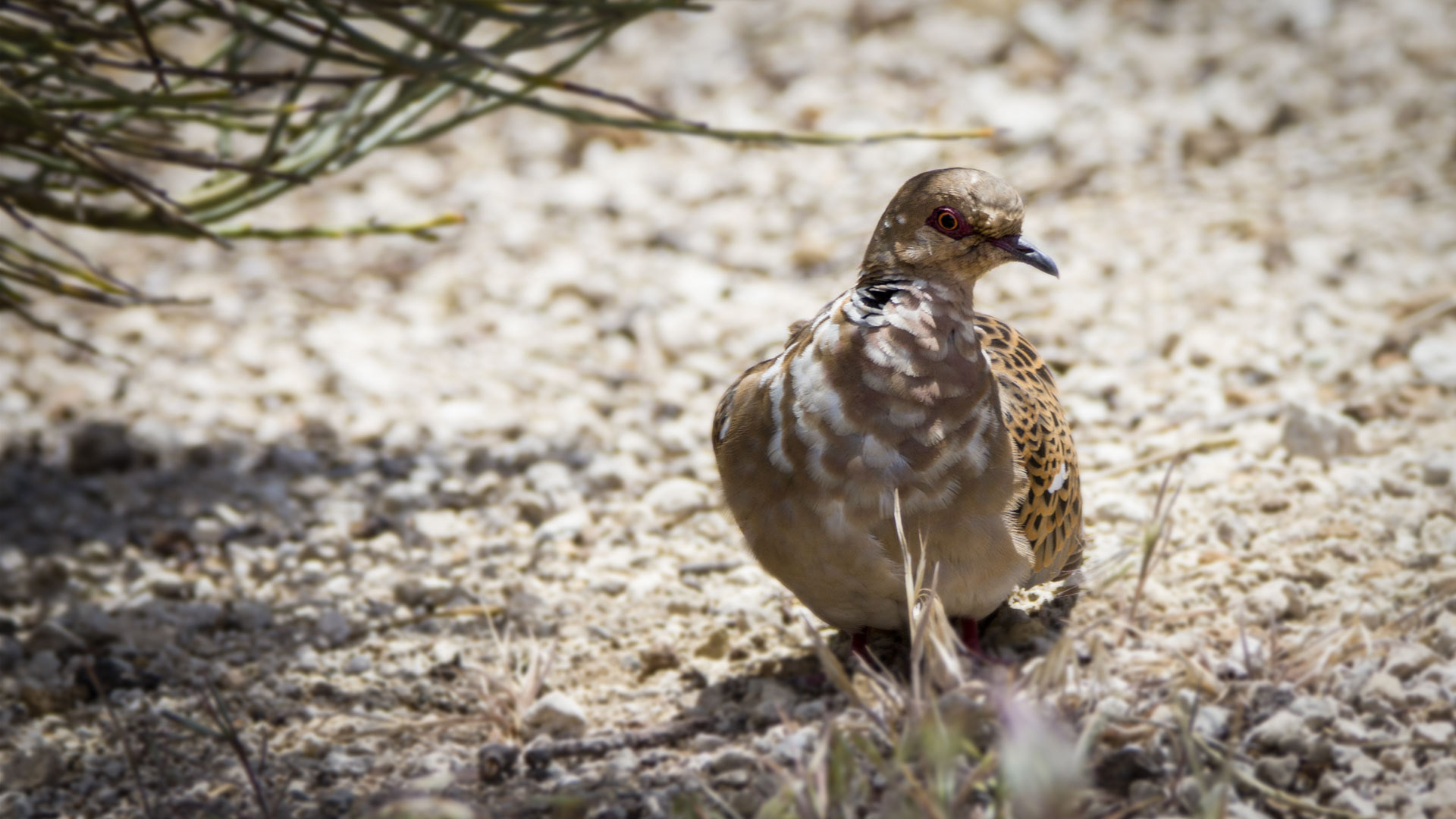 Turteltaube (Streptopelia turtur) | © Sunhikes