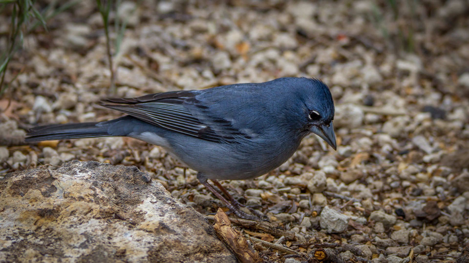 der blaue Teidefink | © Sunhikes