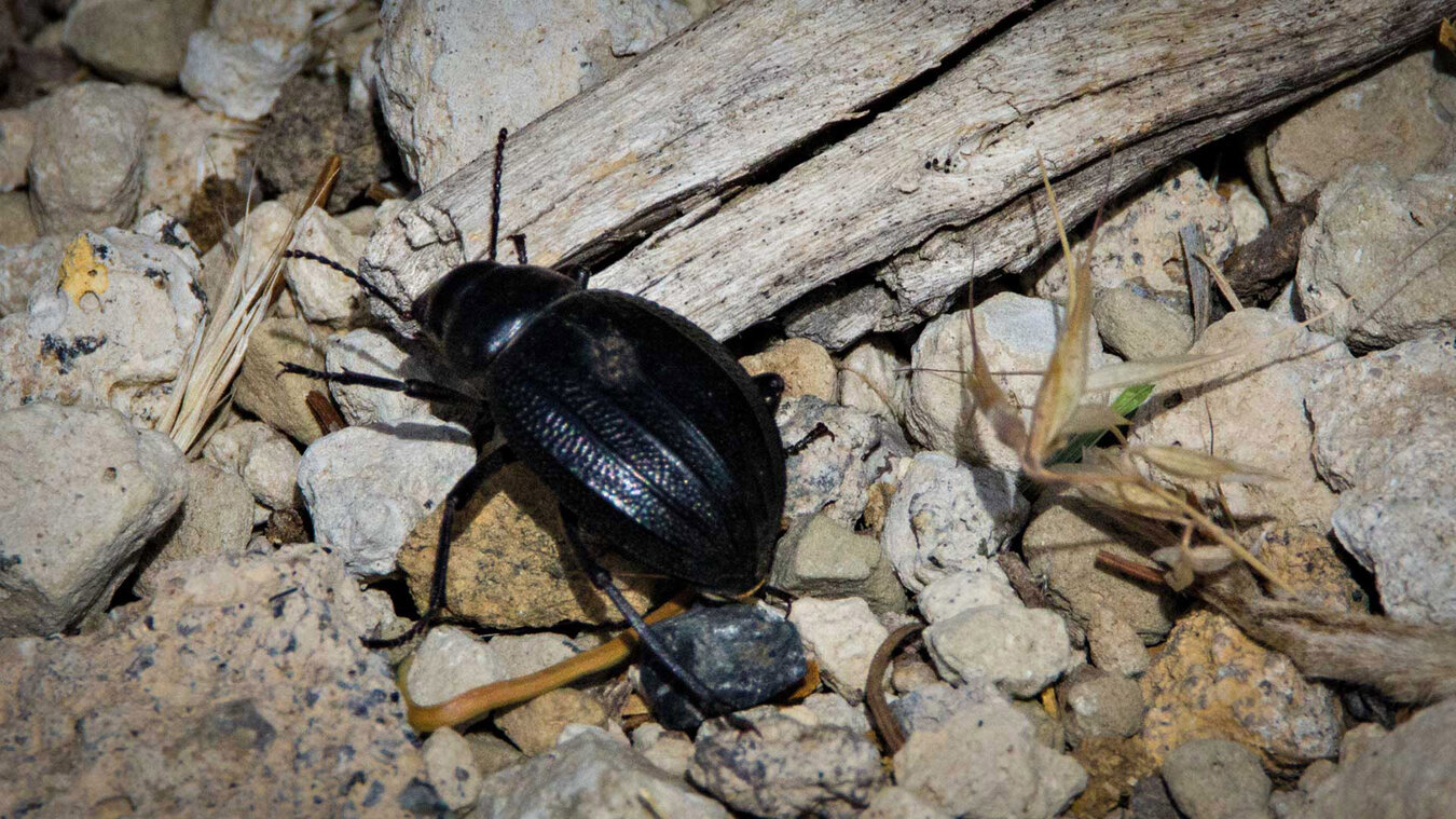 der schwarze Pimelia Ascendens ist der König der Käfer im Teide Nationalpark | © Sunhikes