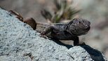 die Kanareneidechse ist Teil der Fauna des Teide Nationalpark | © Sunhikes