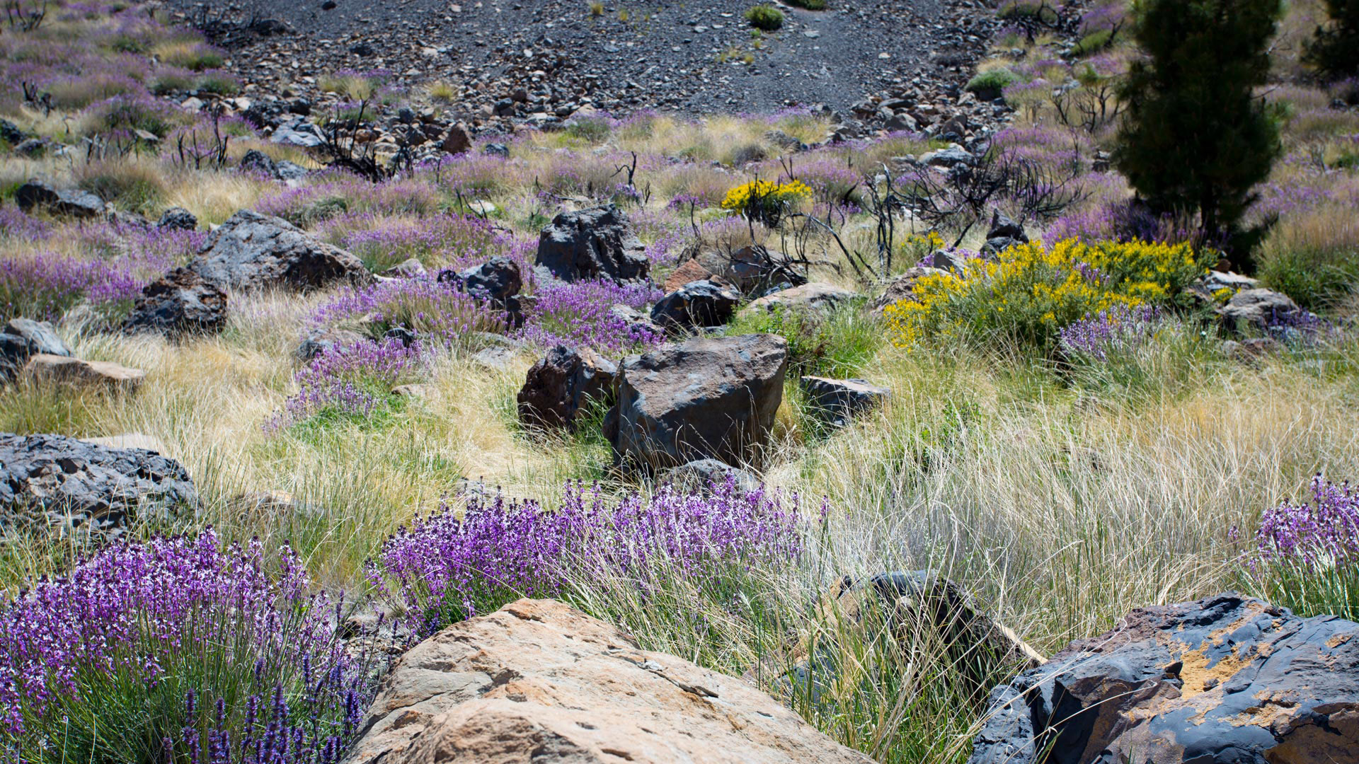 bunter Blütenteppich mit Teidelack, Teide-Katzenminze und Klebrigem Drüsenginster in den Cañadas | © Sunhikes bunter Blütenteppich mit Teidelack, Teide-Katzenminze und Klebrigem Drüsenginster in den Cañadas | © Sunhikes