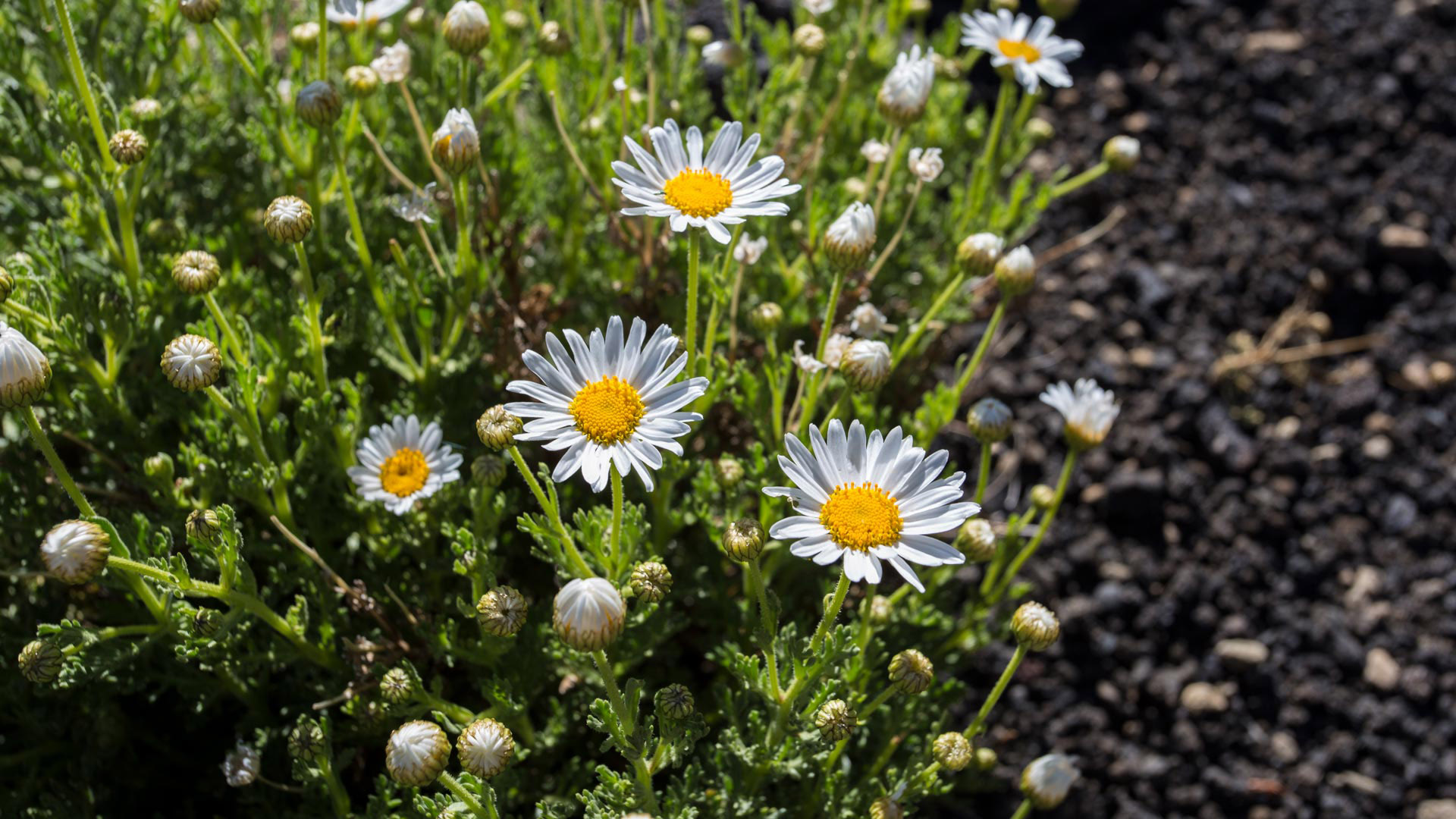 Cañadas-Kanarenmargerite (Argyranthemum tenerifae) | © Sunhikes Cañadas-Kanarenmargerite (Argyranthemum tenerifae) | © Sunhikes