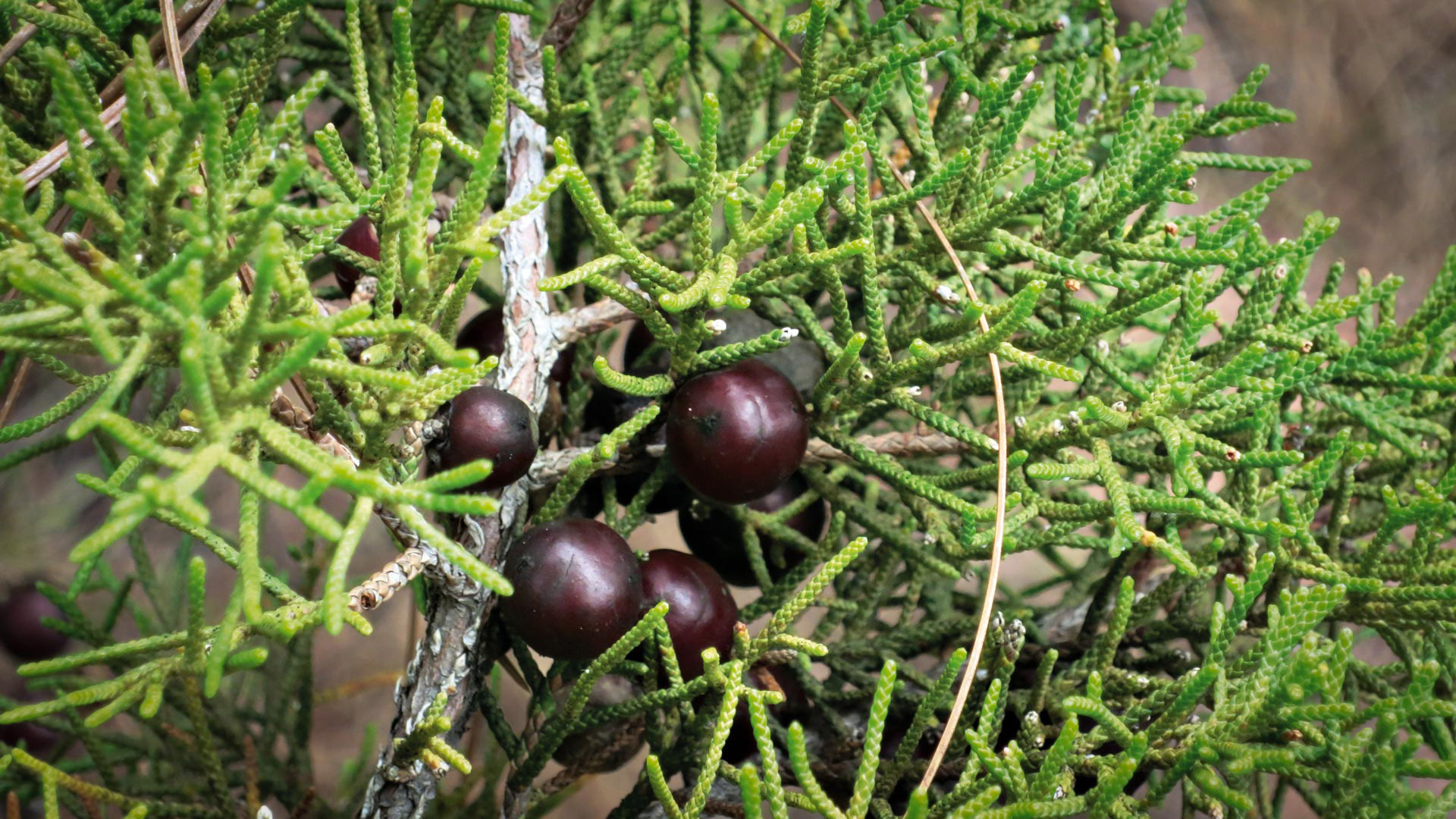 Früchte der Kanarischen Zeder (Juniperus cedrus) | © Sunhikes