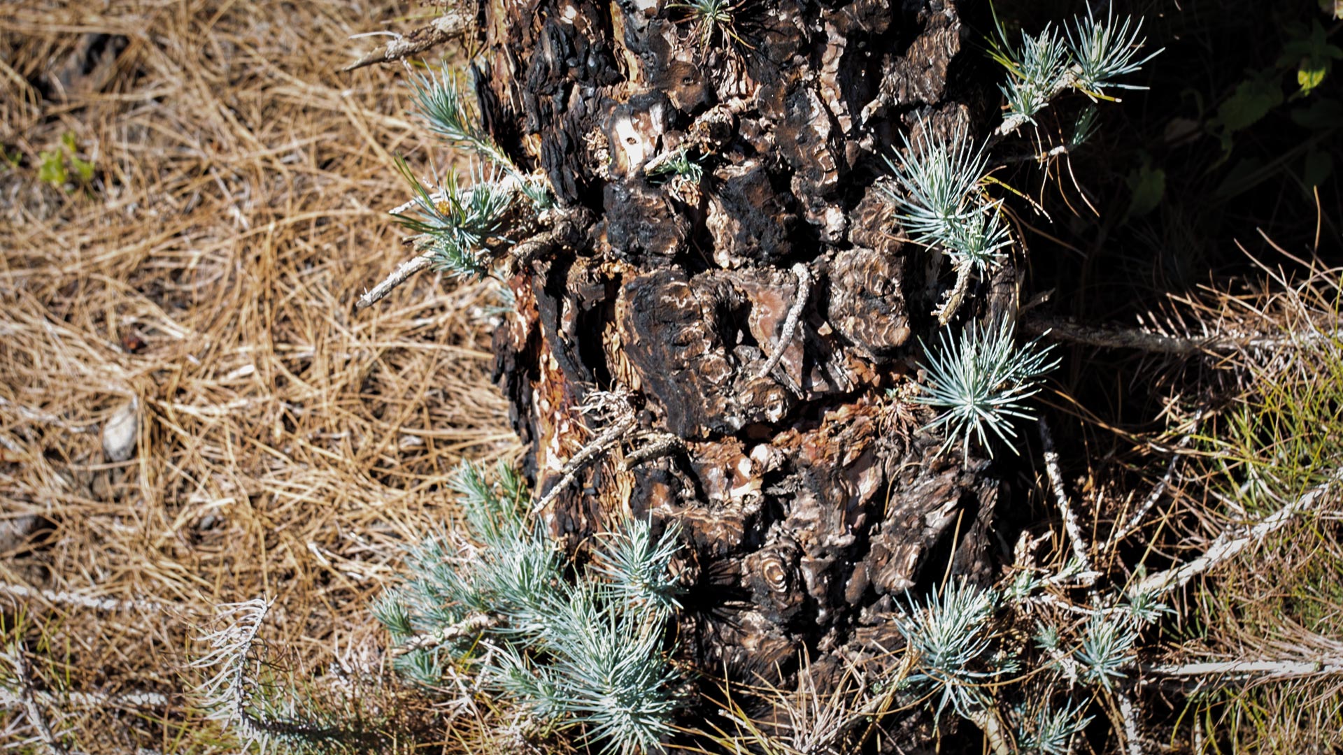 frische Sprößlinge der Kanarischen Kiefer nach einem Waldbrand | © Sunhikes frische Sprößlinge der Kanarischen Kiefer nach einem Waldbrand | © Sunhikes