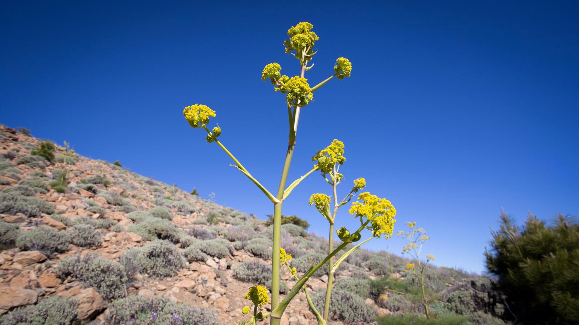 Kanarischen Riesenfenchel (Ferula linkii), auch Rutenkraut genannt | © Sunhikes