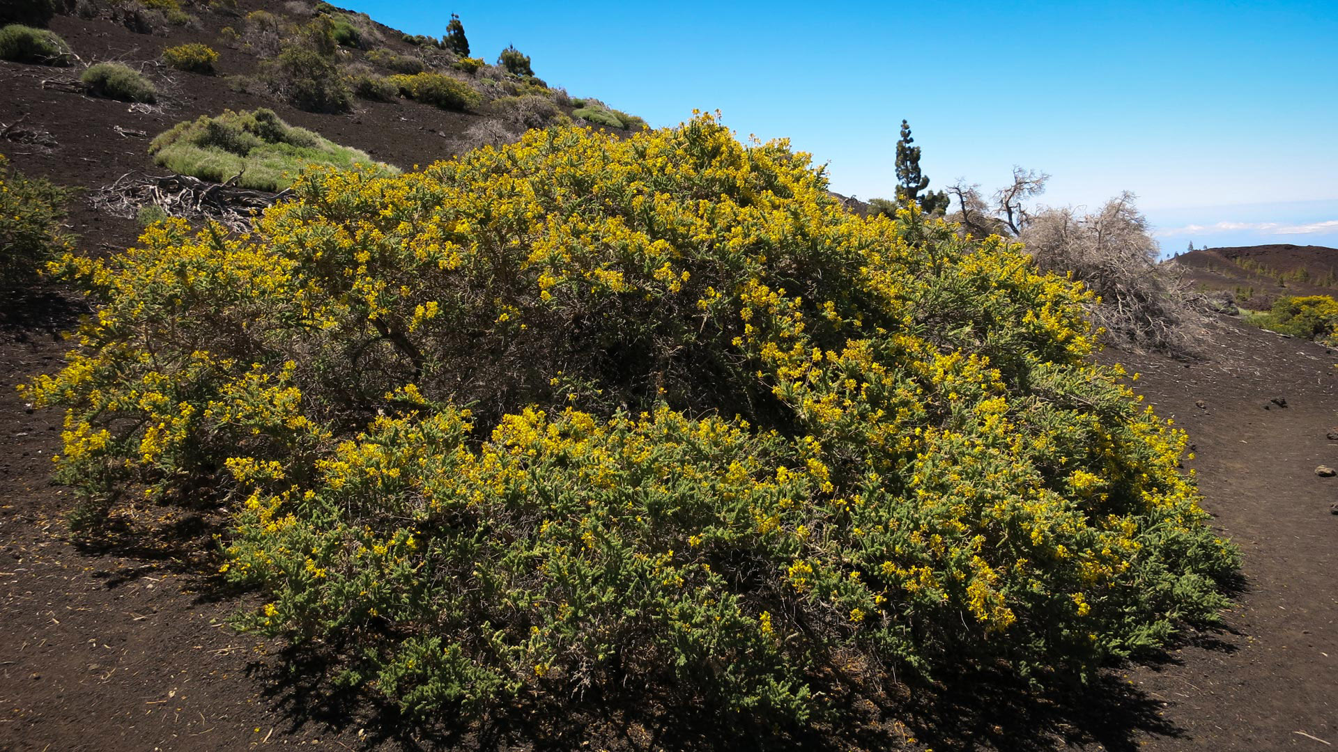 Klebriger Drüsenginster (Adenocarpus viscosus) | © Sunhikes