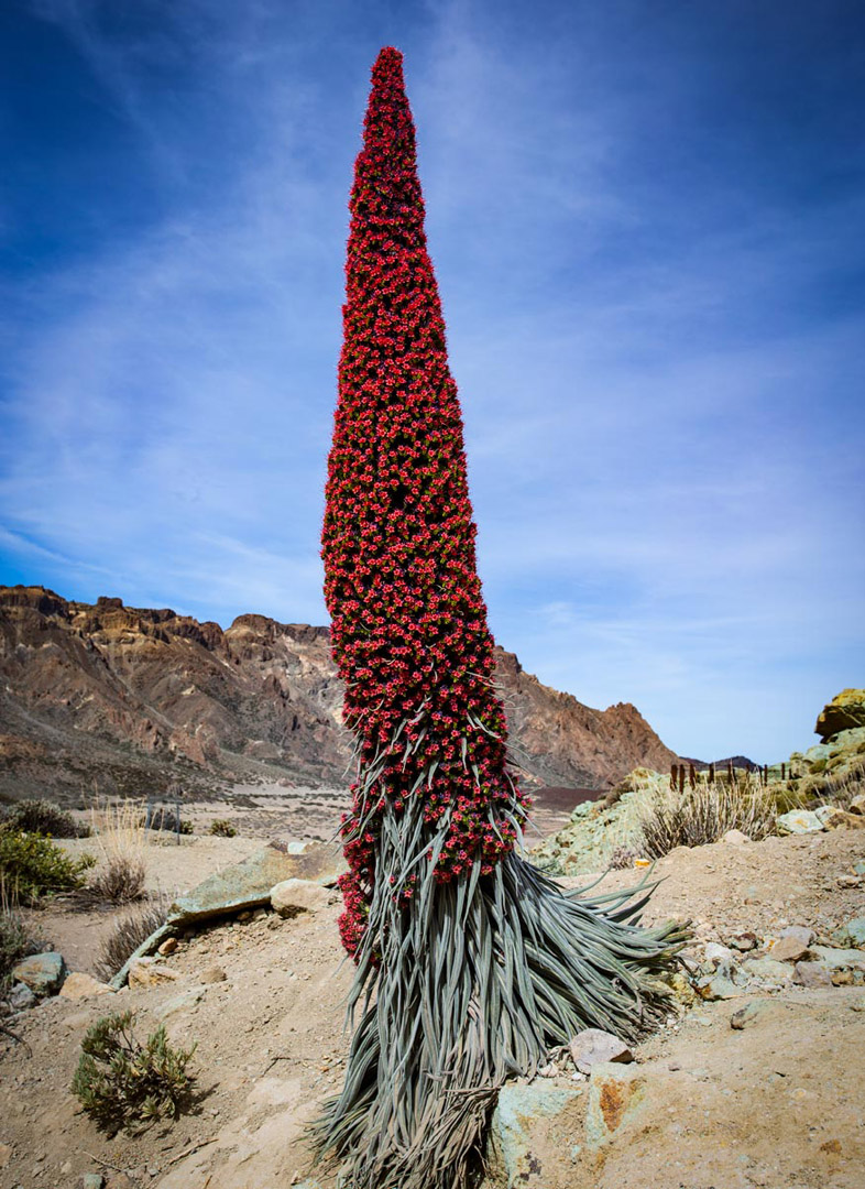Wildprets Roter Natternkopf (Echium wildpretii), auch Rote Tajinaste genannt | © Sunhikes