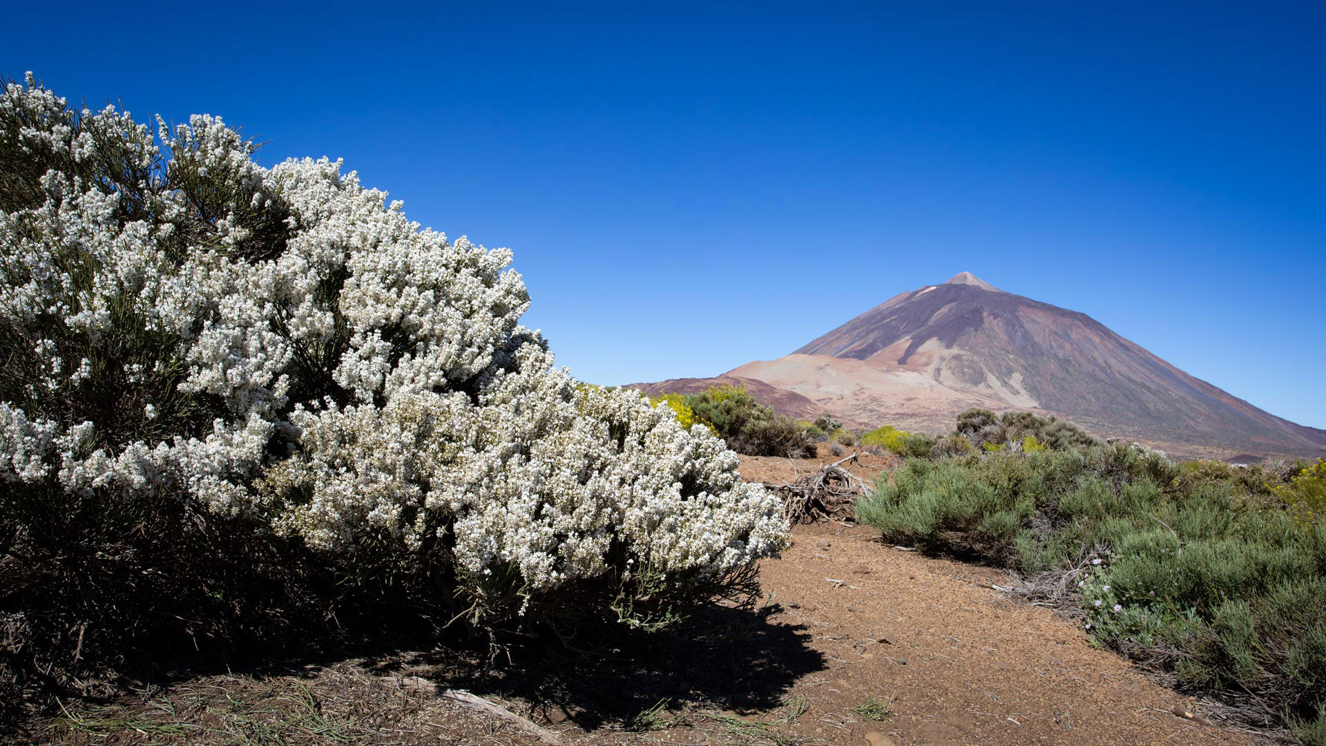 Teide-Ginster (Cytisus supranubius) | © Sunhikes