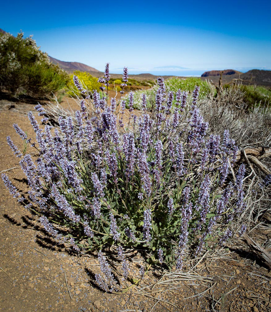 Teide-Katzenminze (Nepeta teydea) | © Sunhikes