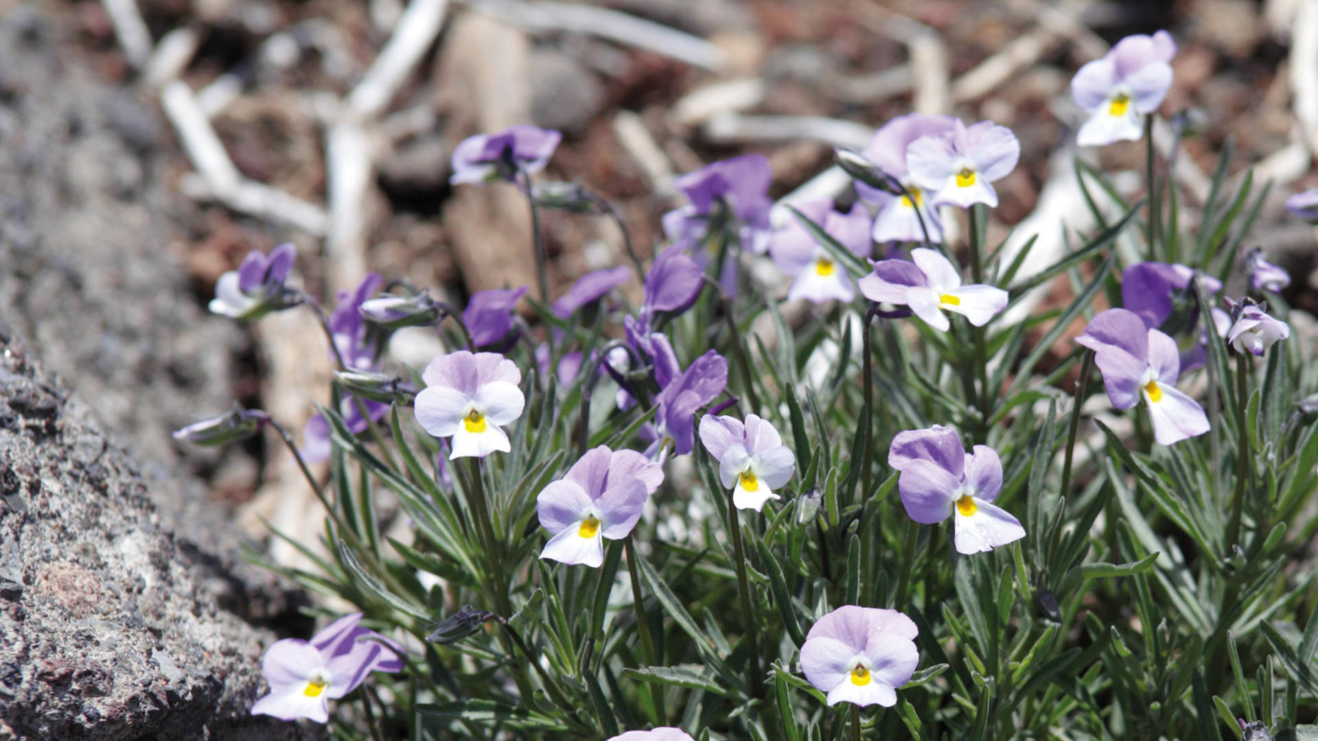 Teide-Veilchen (Viola cheiranthifolia) | © Sunhikes Teide-Veilchen (Viola cheiranthifolia) | © Sunhikes