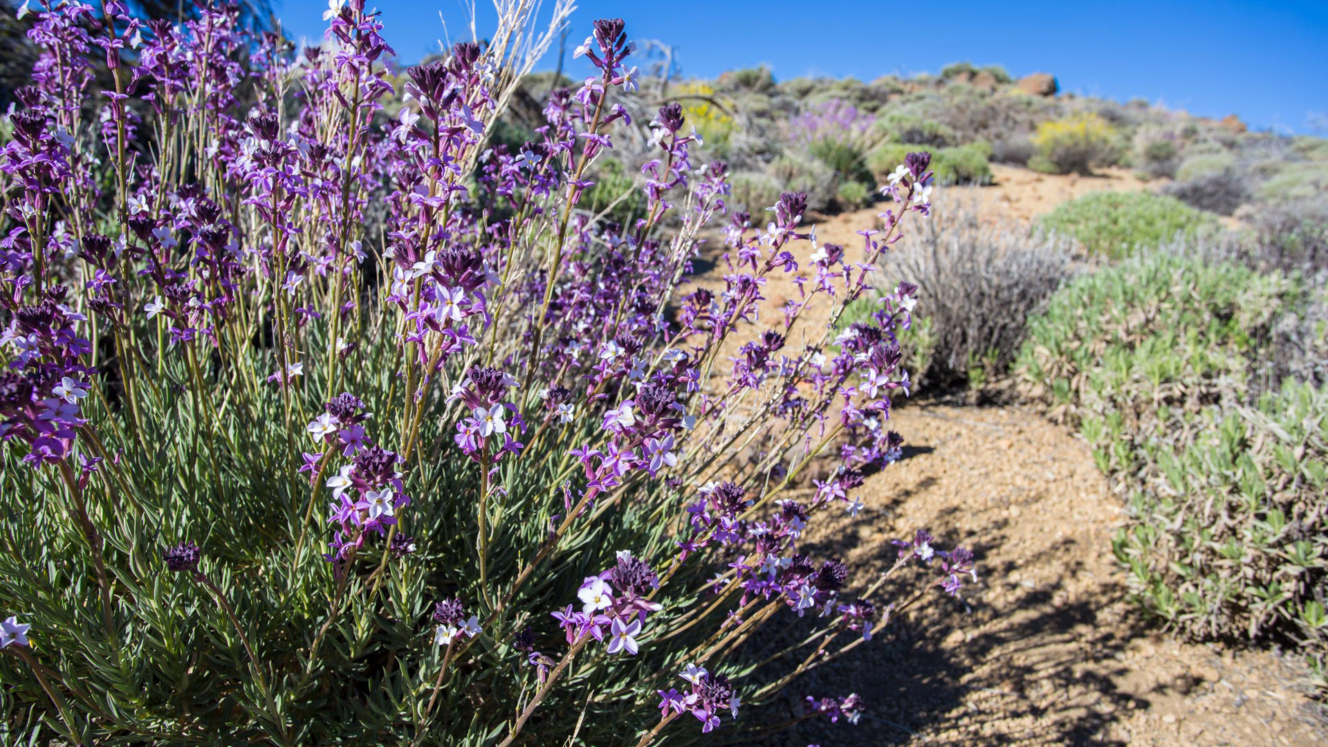 Teidelack (Erysimum scoparium) | © Sunhikes Teidelack (Erysimum scoparium) | © Sunhikes