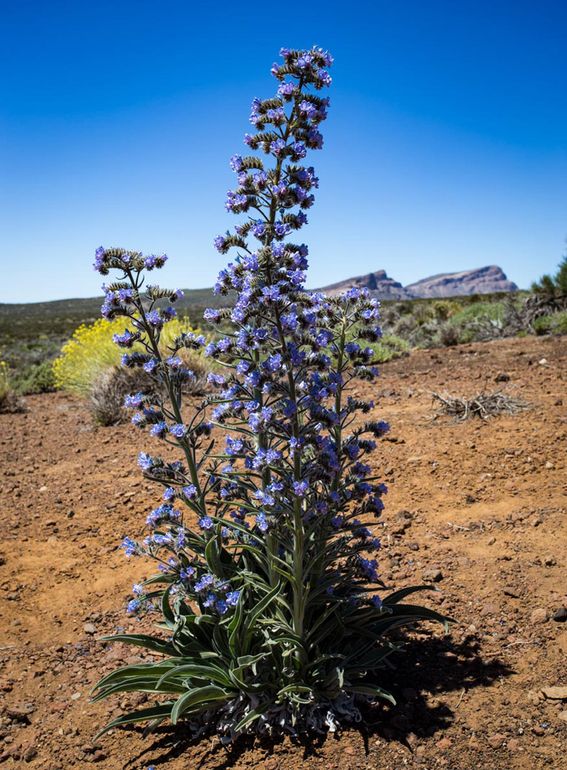 Blauer Teide-Natternkopf (Echium auberianum) | © Sunhikes Blauer Teide-Natternkopf (Echium auberianum) | © Sunhikes