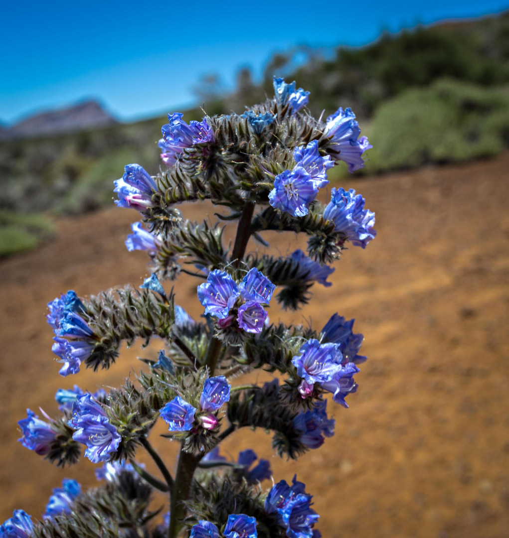 Blütenstände des Blauen Teide-Natternkopf (Echium auberianum) | © Sunhikes Blütenstände des Blauen Teide-Natternkopf (Echium auberianum) | © Sunhikes