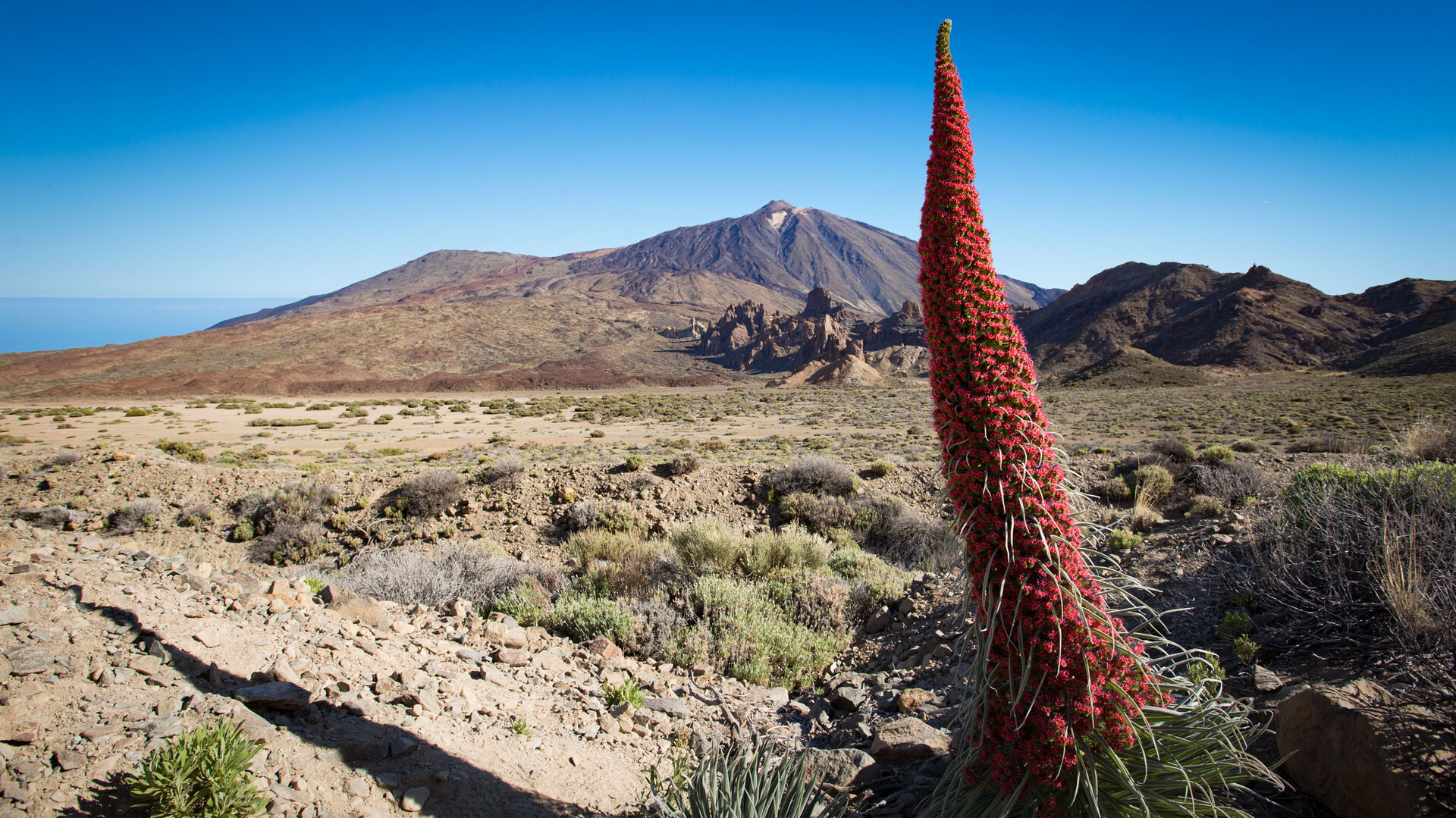 faszinierende Flora im Teide Nationalpark auf Teneriffa | © Sunhikes