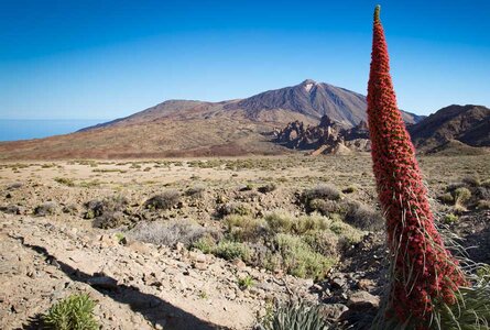 faszinierende Flora im Teide Nationalpark auf Teneriffa | © Sunhikes