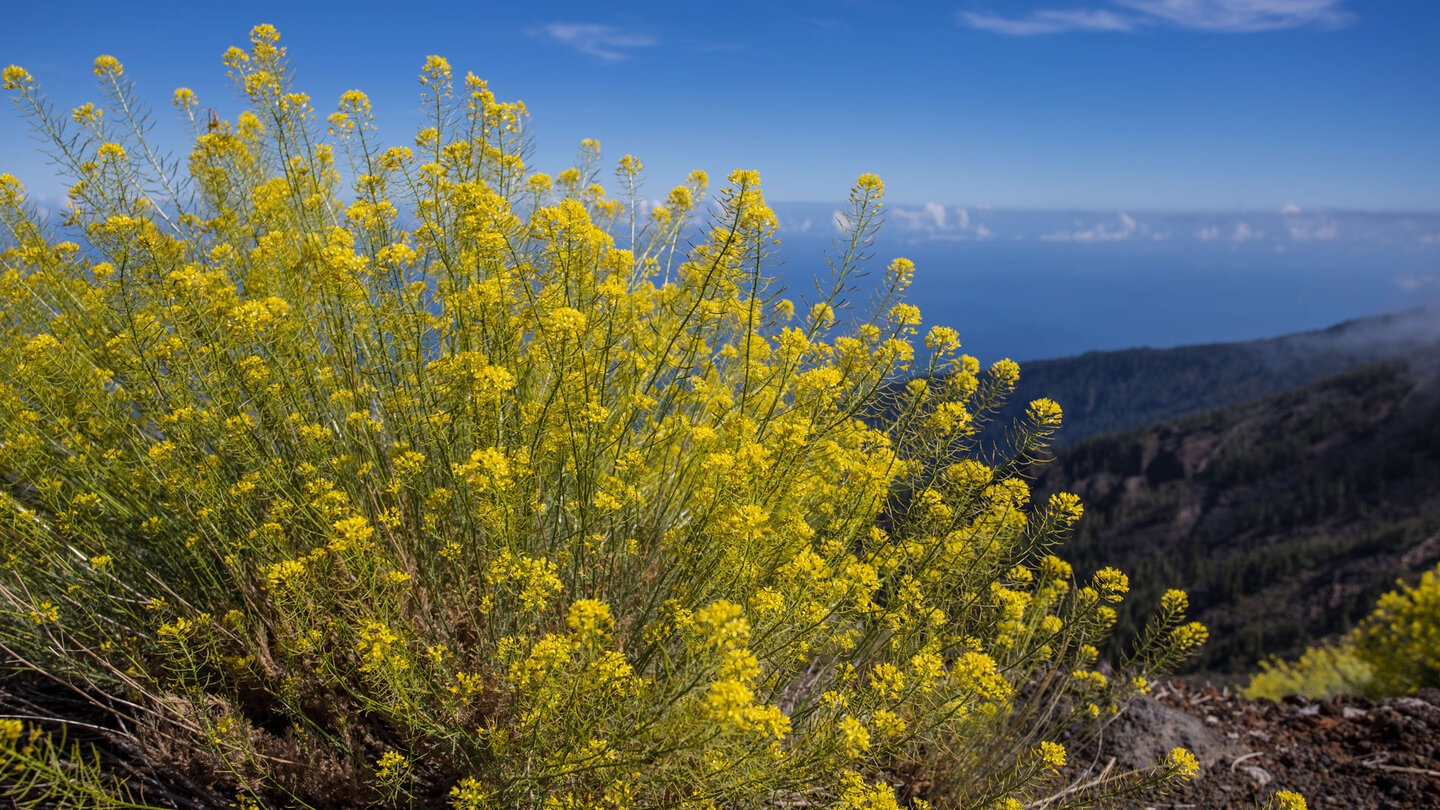 gelb blühende Teide-Rauke | © Sunhikes