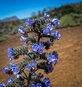 Blütenstände des Blauen Teide Natternkopfs | © Sunhikes