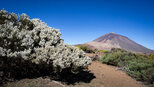 weiß blühender Teide-Ginster | © Sunhikes