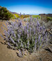 Teide-Katzenminze mit violetten Blütenkelchen | © Sunhikes