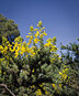 die gelben Blüten des Klebrigen Drüsenginster  | © Sunhikes