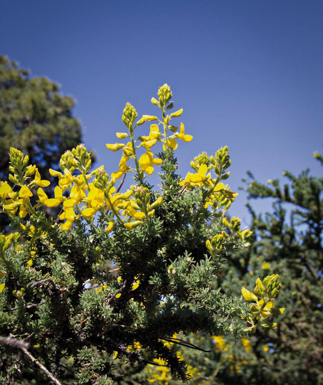die gelben Blüten des Klebrigen Drüsenginster (Adenocarpus viscosus) | © Sunhikes
