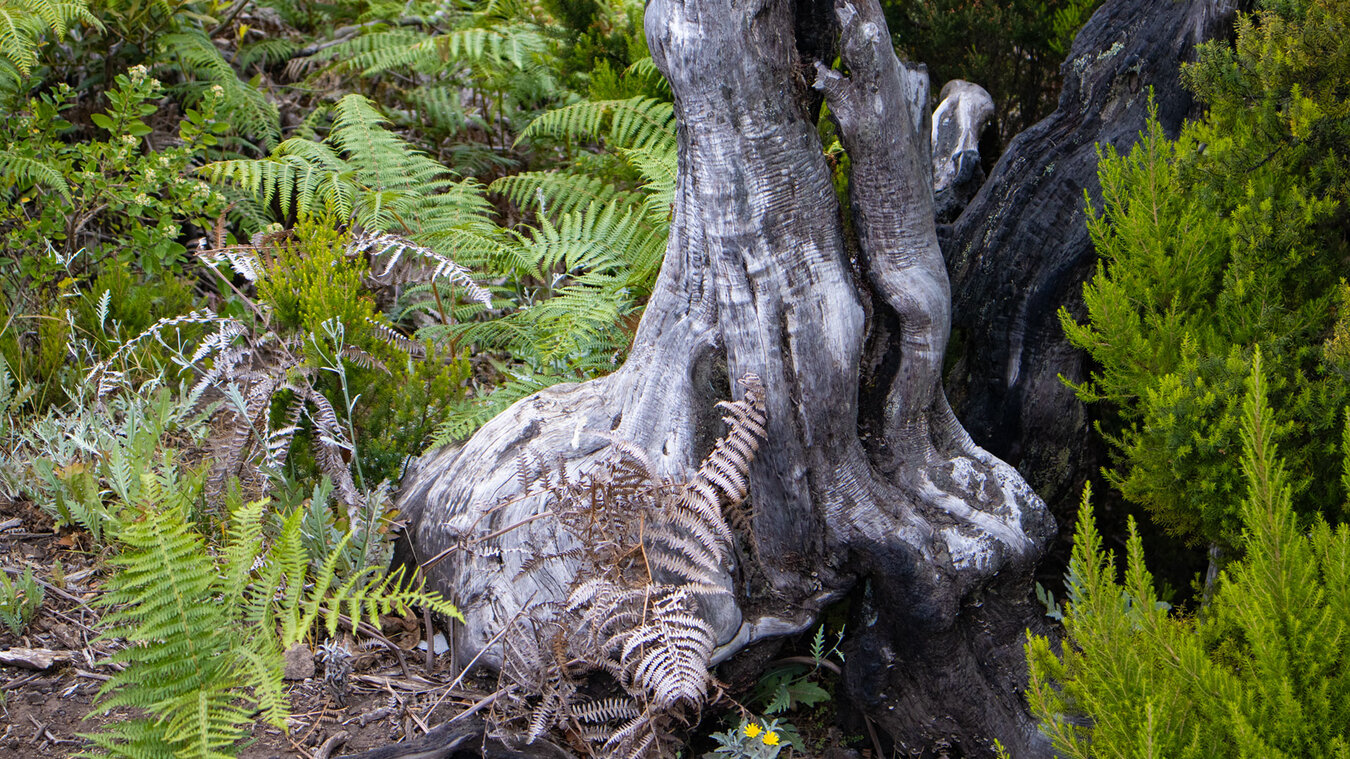 Waldgebiet mit Baumheide und Farn | © Sunhikes