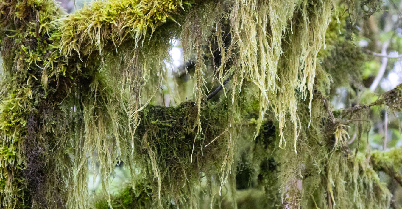 die verdunstete Feuchtigkeit wird von Moosen und Flechten absorbiert | © Sunhikes