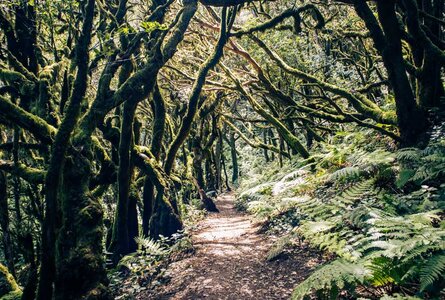 üppiger Regenwald im Nationalpark Garajonay | © Sunhikes