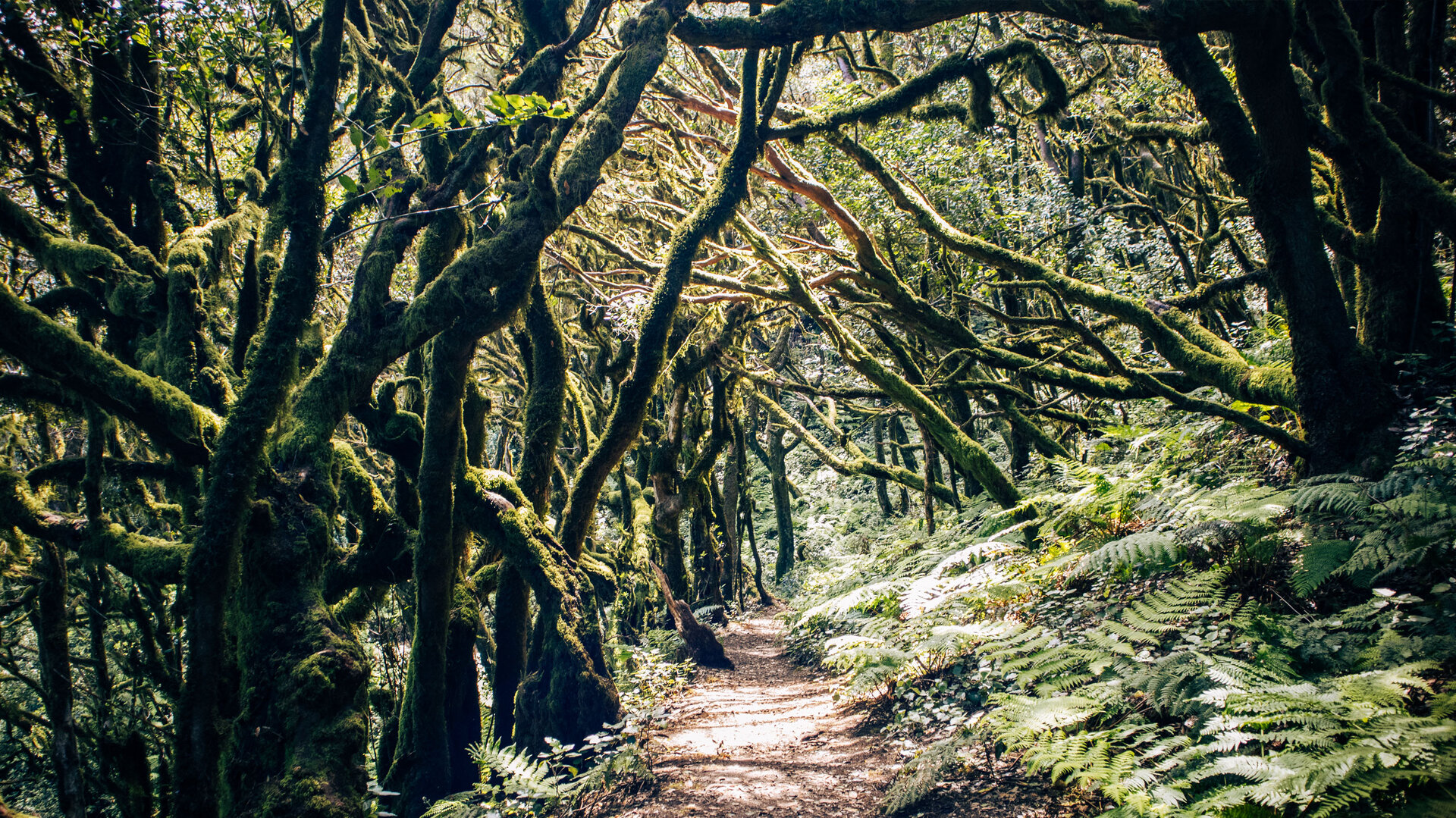 Wandern im Regenwald des Nationalpark Garajonay  | © Sunhikes