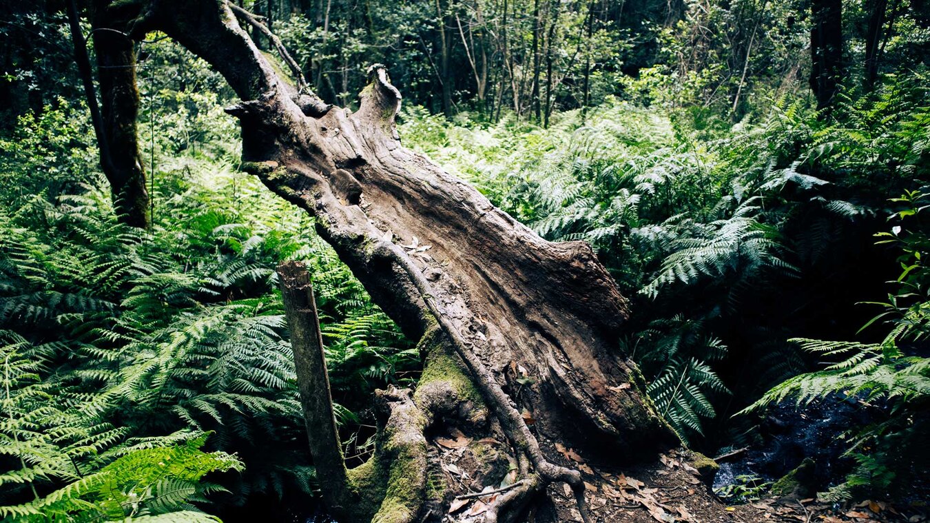 Lorbeerwald im Barranco del Cedro | © Sunhikes