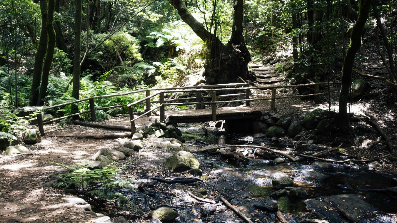 Wandern durch den Lorbeerwald im Barranco del Cedro | © Sunhikes