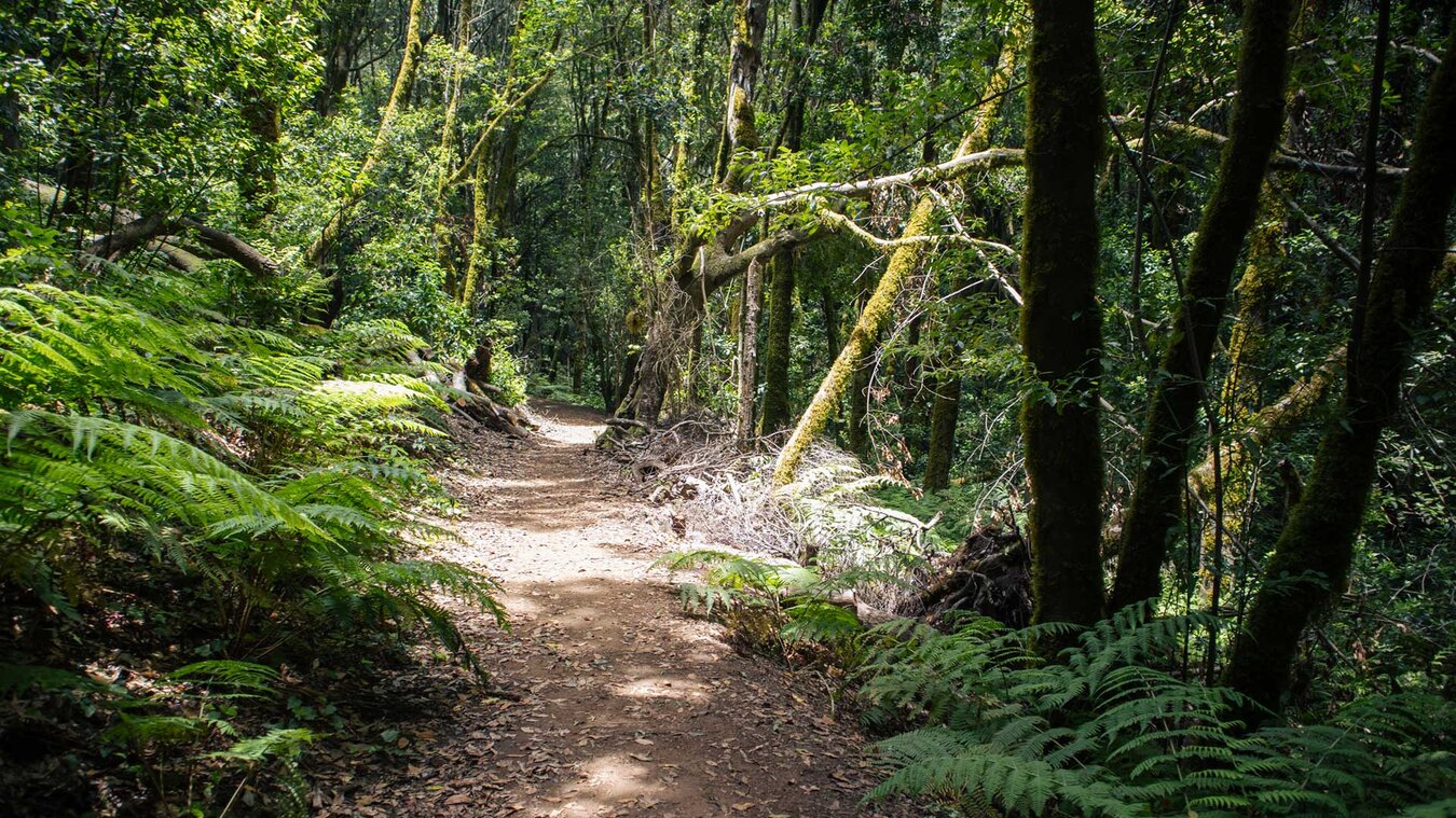 Wanderweg im Barranco del Cedro im Herzen des Nationalpark Garajonay | © Sunhikes