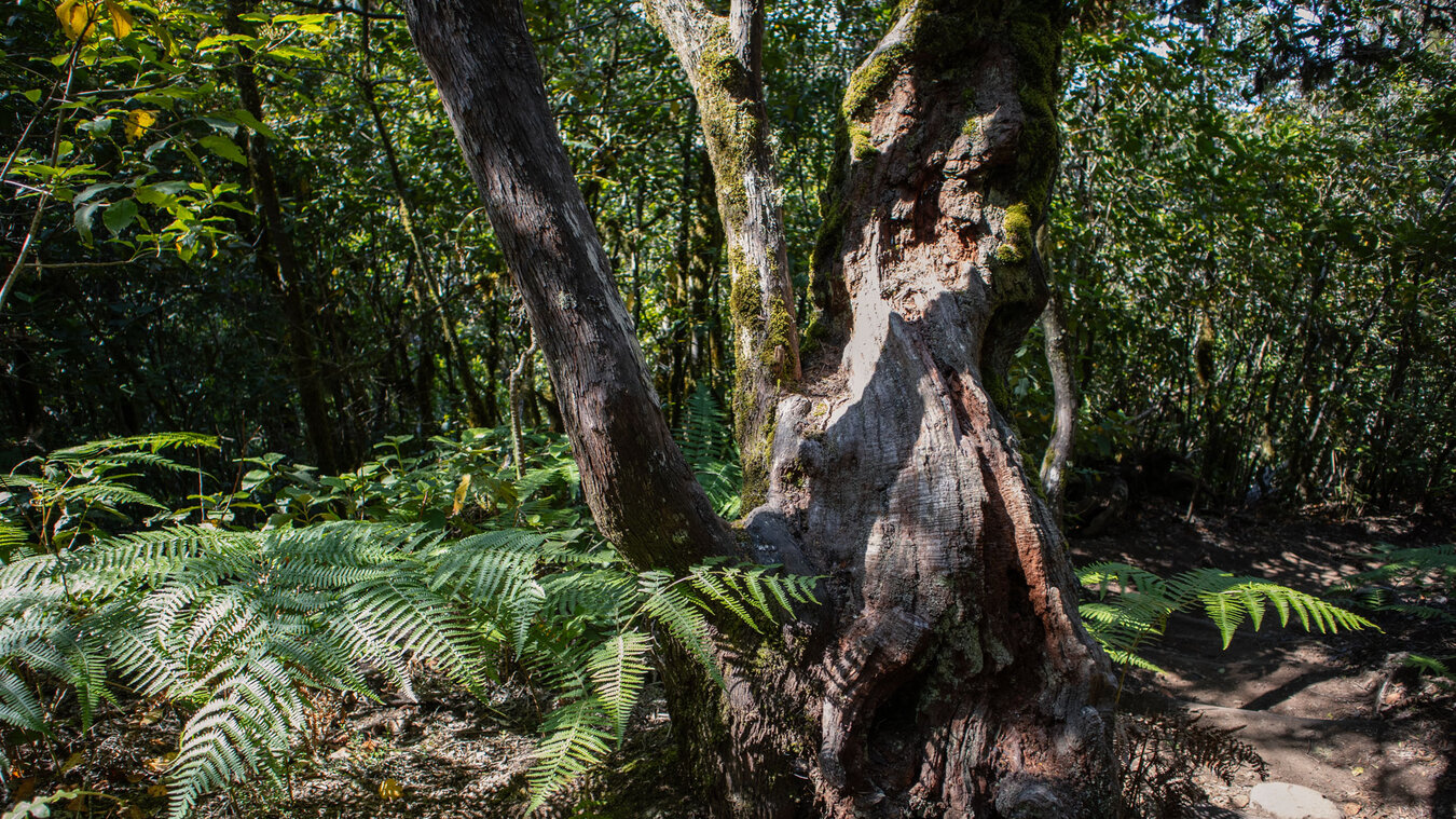 Lorbeerwaldvegetation auf der Wanderroute Cañada de Jorge | © Sunhikes