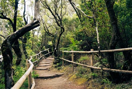 Wanderrouten im Nationalpark Garajonay  | © Sunhikes