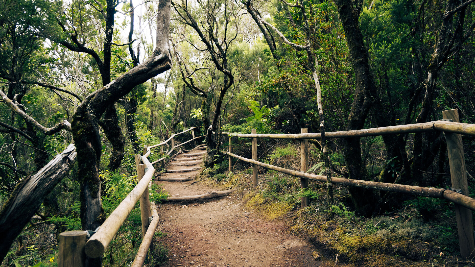 Der Nationalpark Garajonay ist ein Paradies für Wanderfreunde. | © Sunhikes