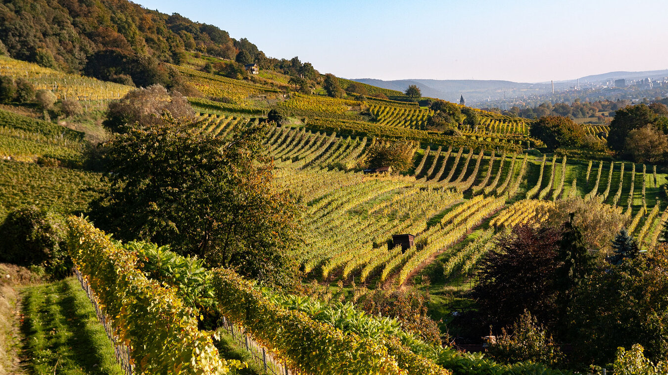 Wanderroute durch Weinberge im Geo-Naturpark Bergstraße-Odenwald | © Sunhikes Wandern durch Weinberge im Geo-Naturpark Bergstraße-Odenwald | © Sunhikes