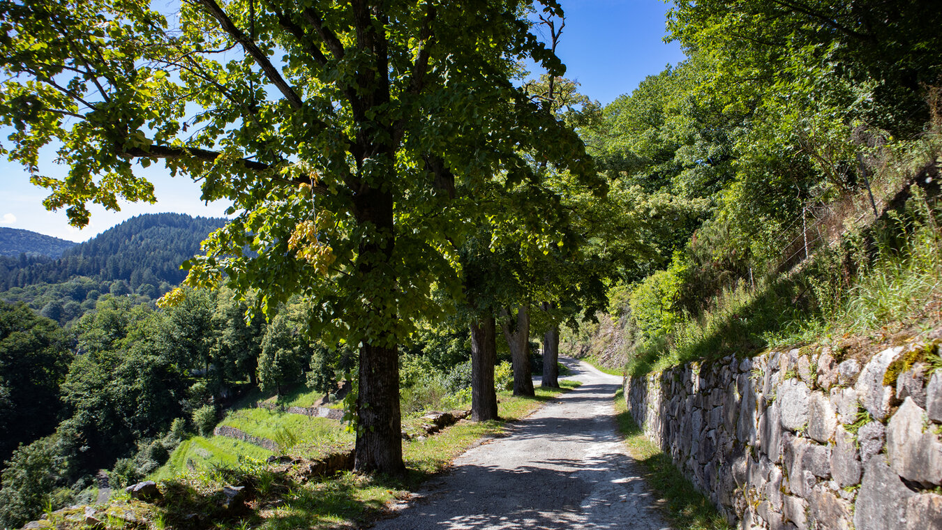 Lindenalle bei Schloss Eberstein | © Sunhikes