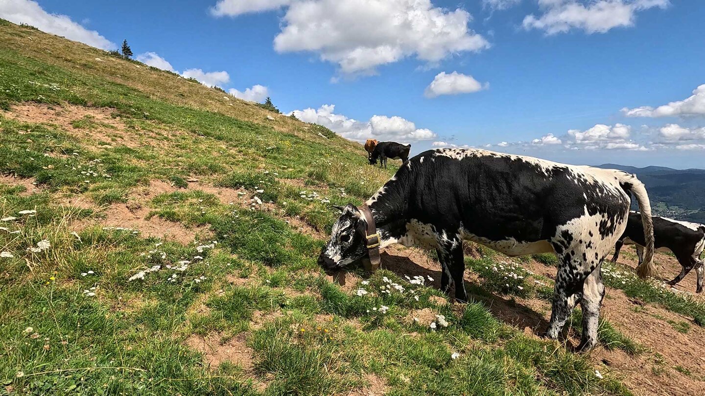 Vogesenrinder auf den Hochweiden | © Sunhikes