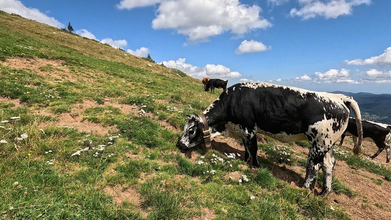 Vogesenrinder auf den Hochweiden | © Sunhikes