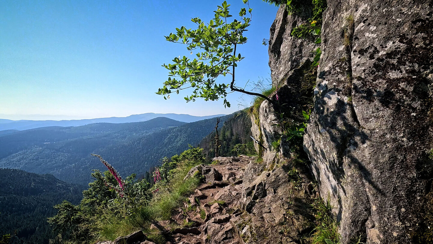 der Felsenweg Sentier des Roches am Col de la Schlucht | © Sunhikes