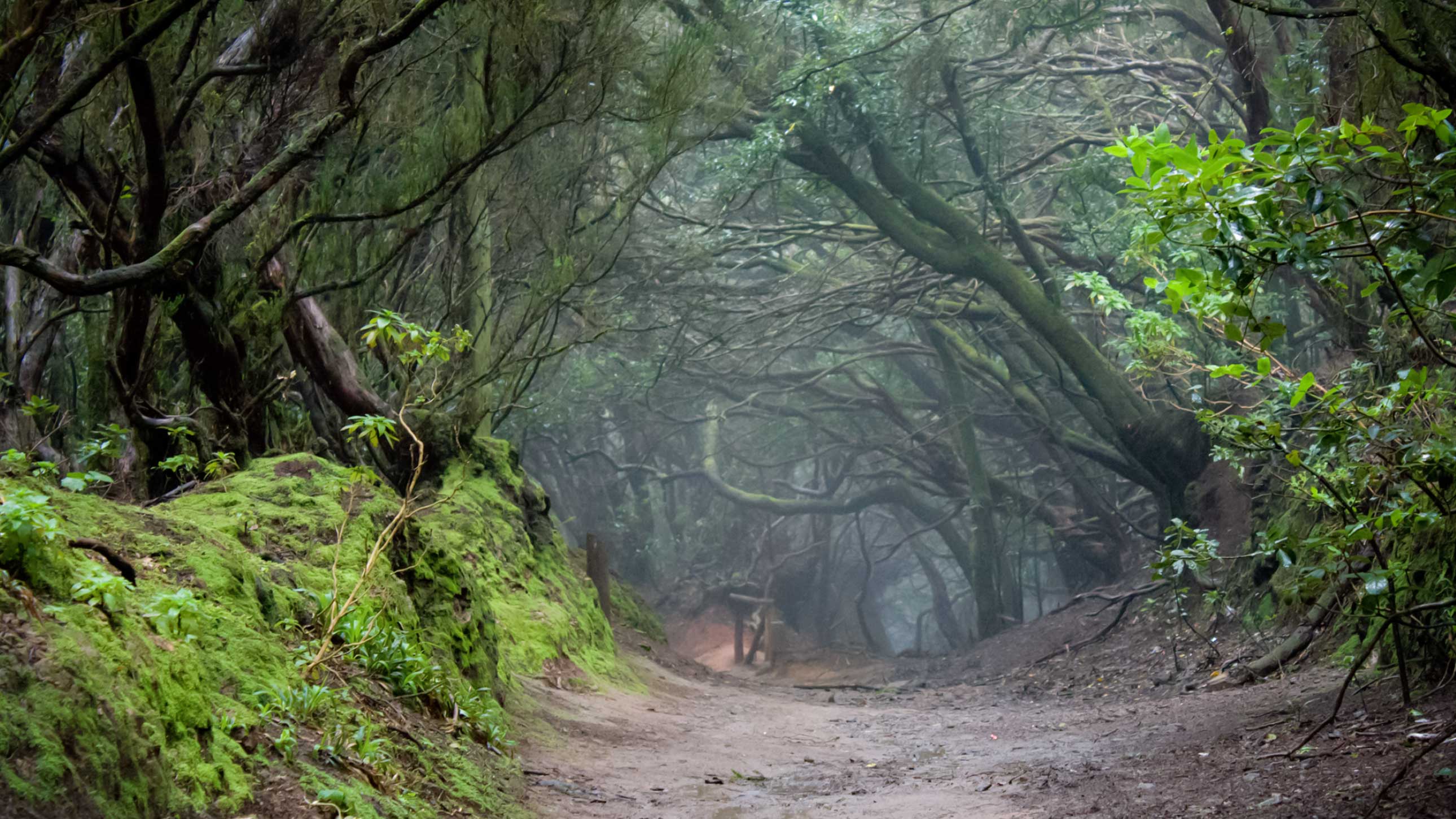 Hohlweg durch den Lorbeerwald am Cruz del Carmen | © Sunhikes