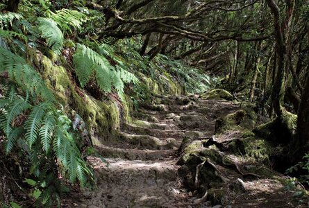 Wanderweg durch den Lorbeerwald des Anaga bei Chinobre | © Sunhikes