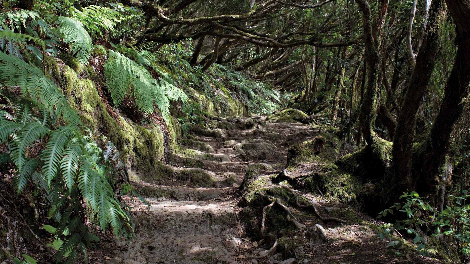 Wanderweg durch den Lorbeerwald des Anaga bei Chinobre | © Sunhikes
