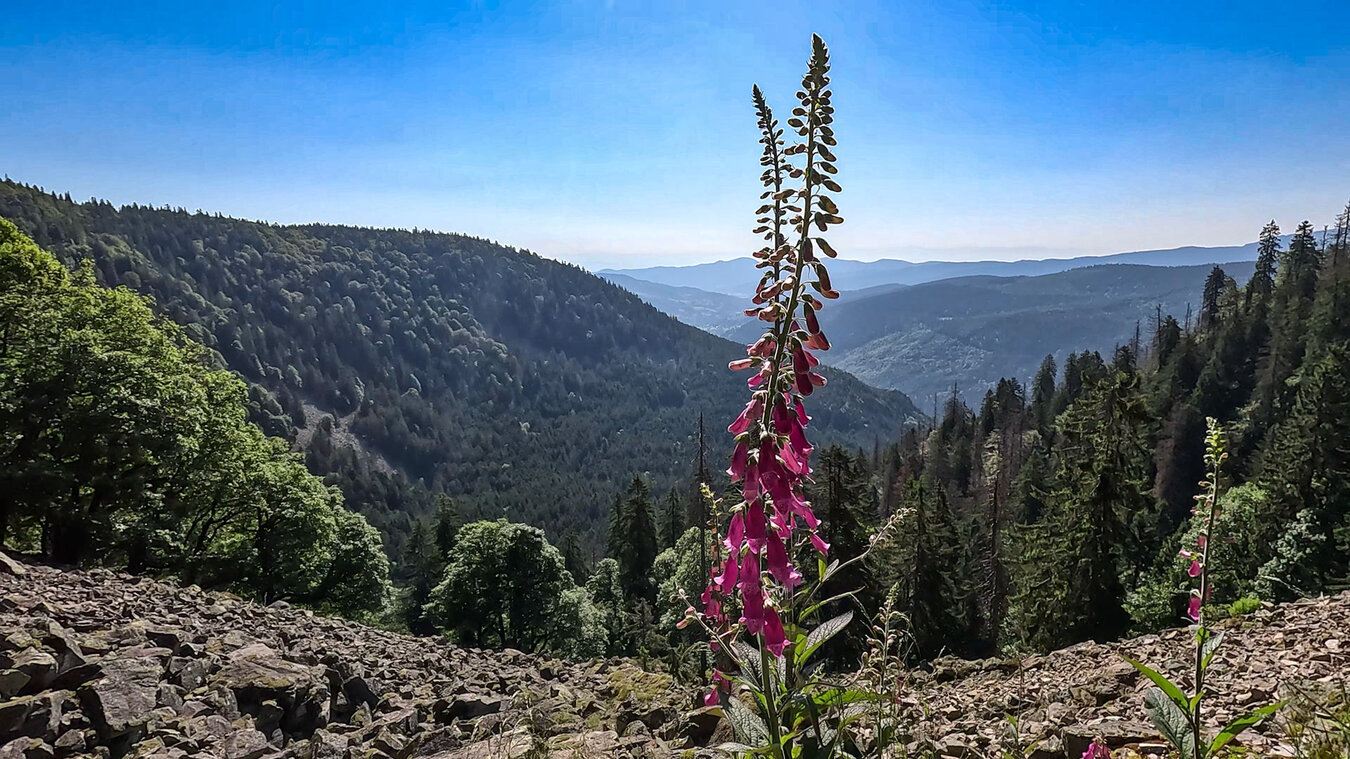 Vogesenpanorama mit blühenden Fingerhüten | © Sunhikes
