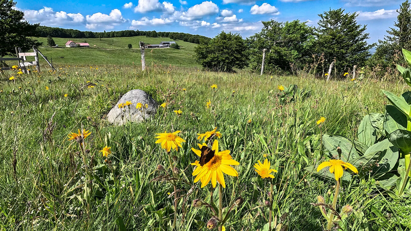 Arnika auf den Wiesen bei Trois Fours | © Sunhikes