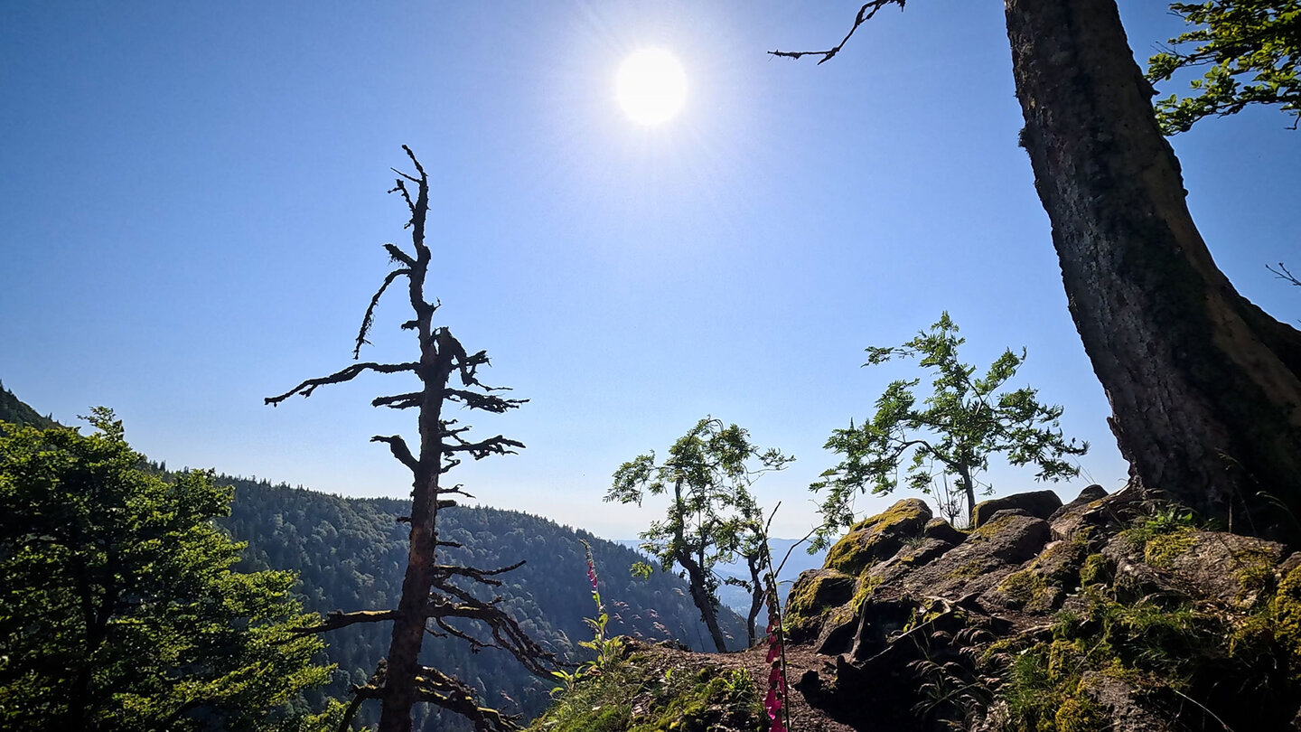 Sentier des Roches – Felsenweg in den Vogesen | © Sunhikes