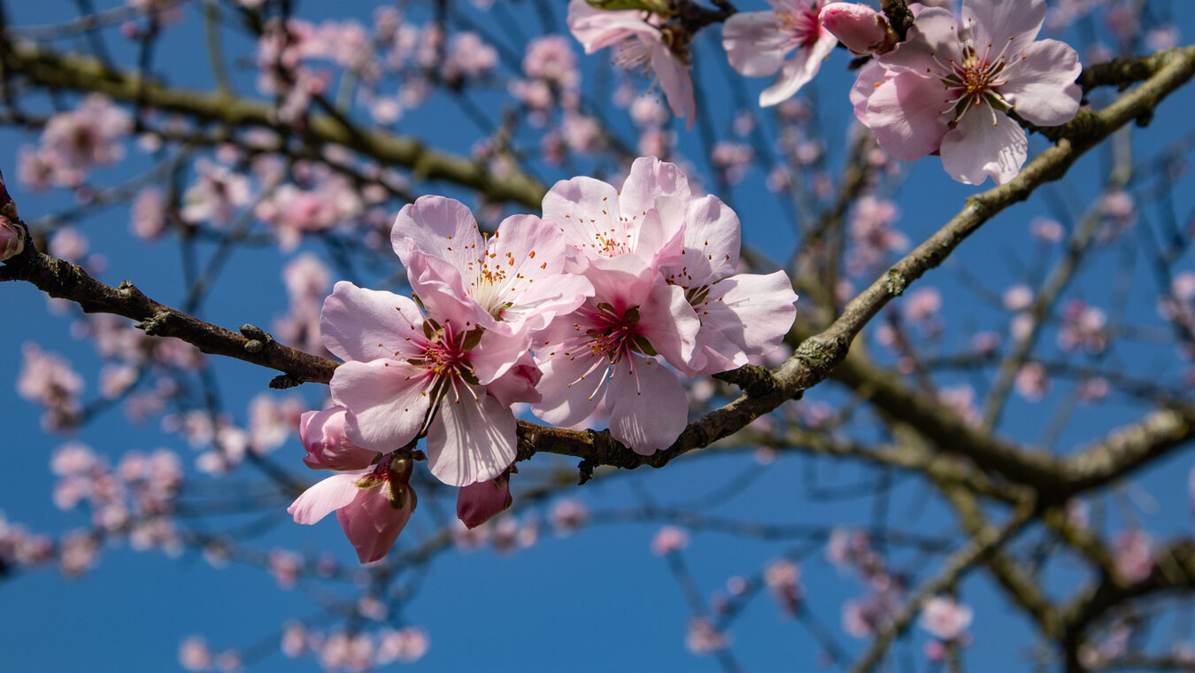 Frühlings-Highlight: die Mandelblüte in der Pfalz | © Sunhikes