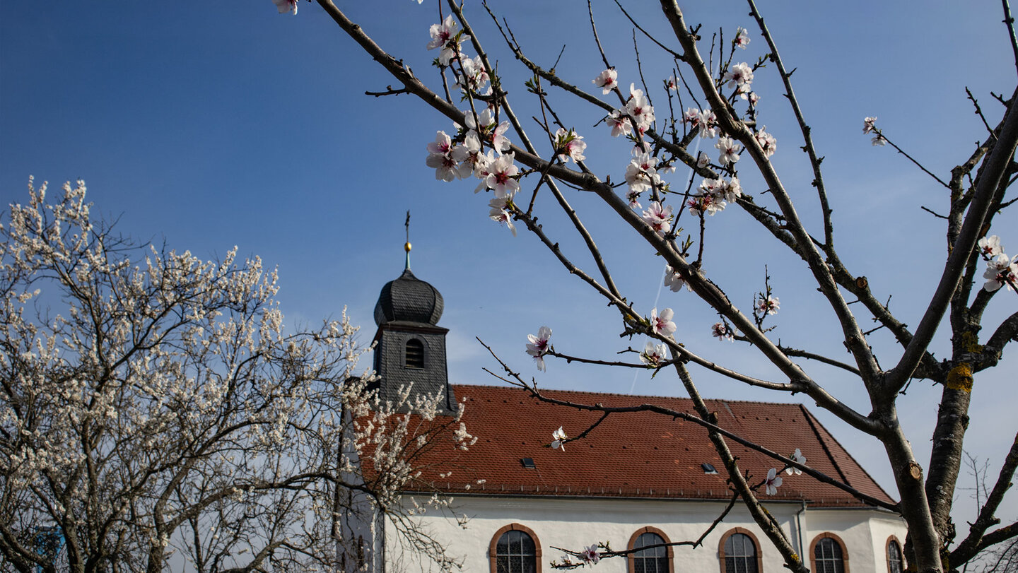 Mandelblütenfest in Gleiszellen-Gleishorbach  | © Sunhikes