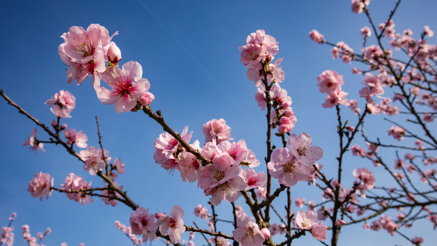 rosa Mandelblüte | © Sunhikes